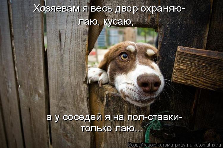 Хозяевам я весь двор охраняю- а у соседей я на пол-ставки- только лаю... лаю, кусаю,... Котоматрица: Хозяевам я весь двор охраняю- а у соседей я на пол-ставки- только лаю... лаю, кусаю,