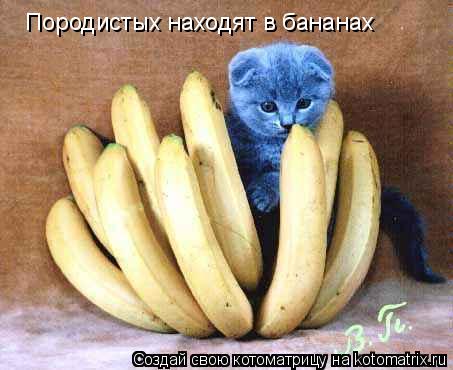 Котоматрица: Породистых находят в бананах