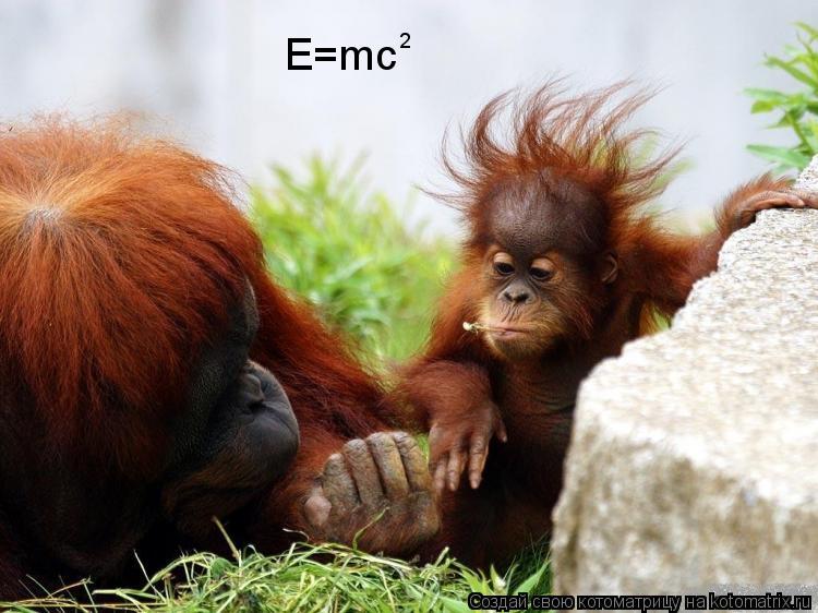 Котоматрица: E=mc 2