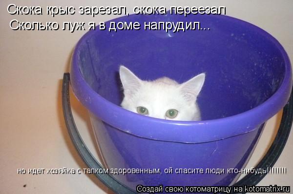 Котоматрица: Скока крыс зарезал, скока переезал Сколько луж я в доме напрудил... но идет хозяйка с тапком здоровенным, ой спасите люди кто-нибудь!!!!!!!!