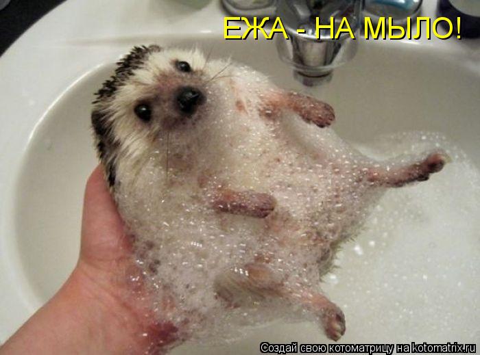 Котоматрица: ЕЖА - НА МЫЛО!