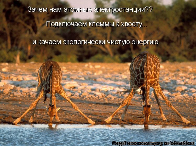 Котоматрица: Подключаем клеммы к хвосту... и качаем экологически чистую энергию Зачем нам атомные электростанции??