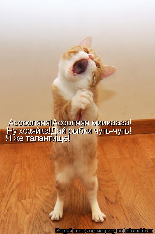 Котоматрица: Асоооляяя!Асооляяя миииаааа! Ну хозяйка!Дай рыбки чуть-чуть! Я же талантище!
