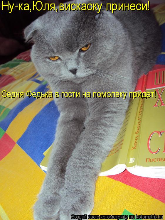Котоматрица: Ну-ка,Юля,вискаску принеси! Седня Федька в гости на помолвку придет!
