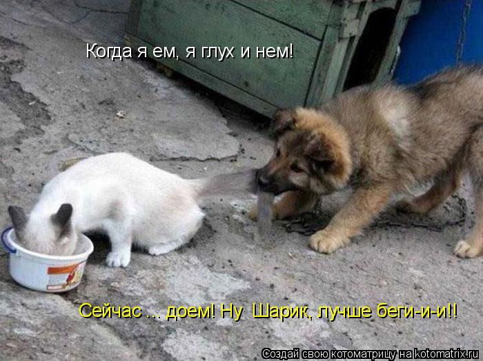 Котоматрица: Когда я ем, я глух и нем! Сейчас ... доем! Ну  Шарик, лучше беги-и-и!!