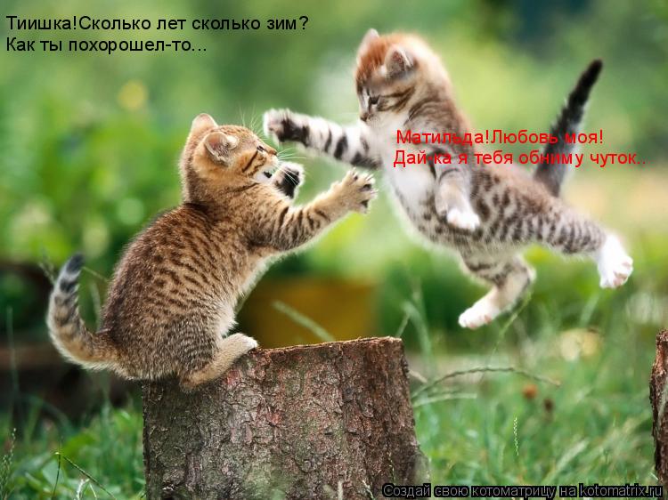 Котоматрица: Тиишка!Сколько лет сколько зим? Как ты похорошел-то... Матильда!Любовь моя! Дай-ка я тебя обниму чуток..
