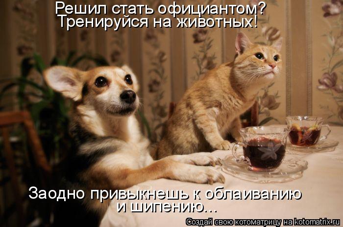Решил стать официантом? Тренируйся на животных! Заодно привыкнешь к облаиванию и шипению...... Котоматрица: Решил стать официантом? Тренируйся на животных! Заодно привыкнешь к облаиванию и шипению...