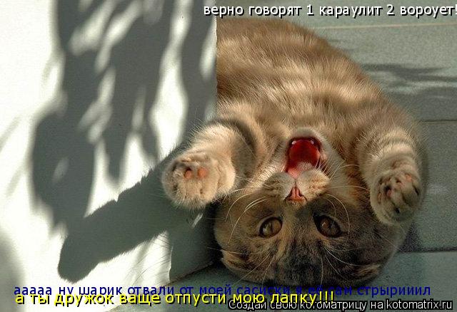Котоматрица: верно говорят 1 караулит 2 вороует! ааааа ну шарик отвали от моей сасиски я её сам стрырииил а ты дружок ваще отпусти мою лапку!!!