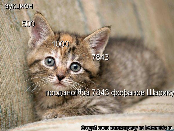 Котоматрица: аукцион  500 1000 7843 продано!!!за 7843 фофанов Шарику