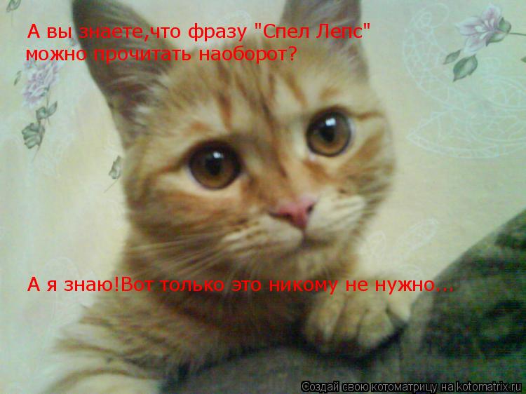Котоматрица: А вы знаете,что фразу "Спел Лепс" можно прочитать наоборот? А я знаю!Вот только это никому не нужно...