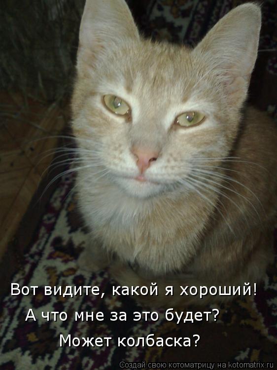 Котоматрица: Вот видите, какой я хороший! А что мне за это будет? Может колбаска?