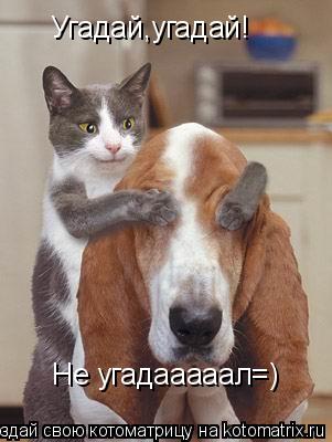 Котоматрица: Угадай,угадай! Не угадааааал=)