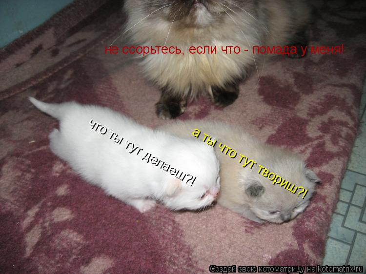 Котоматрица: что ты тут делаеш?! а ты что тут твориш?! не ссорьтесь, если что - помада у меня!