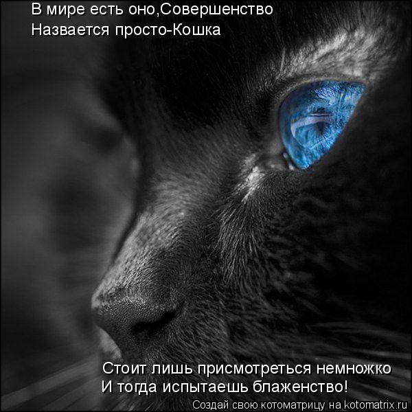 Котоматрица: В мире есть оно,Совершенство Назвается просто-Кошка Стоит лишь присмотреться немножко И тогда испытаешь блаженство!