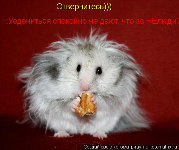 Котоматрица: Отвернитесь))) Отвернитесь))) :::Уедениться спокойно не дают, что за НЕлюди? :::Уедениться спокойно не дают, что за НЕлюди?