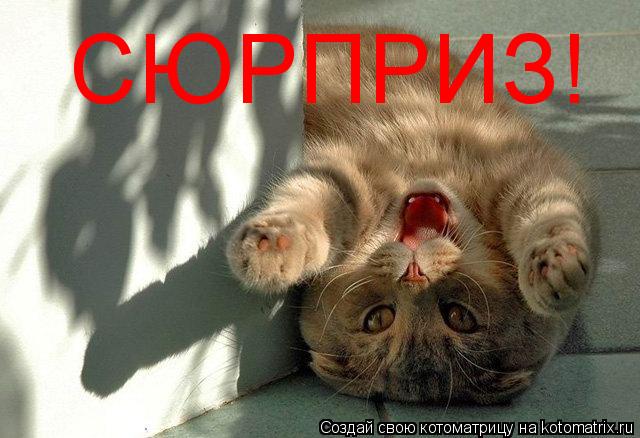 Котоматрица: СЮРПРИЗ!