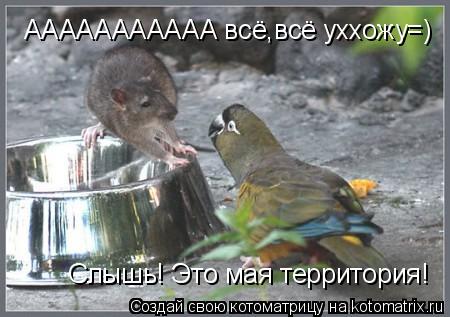 Котоматрица: Слышь! Это мая территория! ААААААААААА всё,всё уххожу=)
