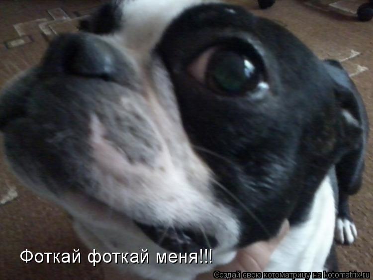 Котоматрица: Фоткай фоткай меня!!!