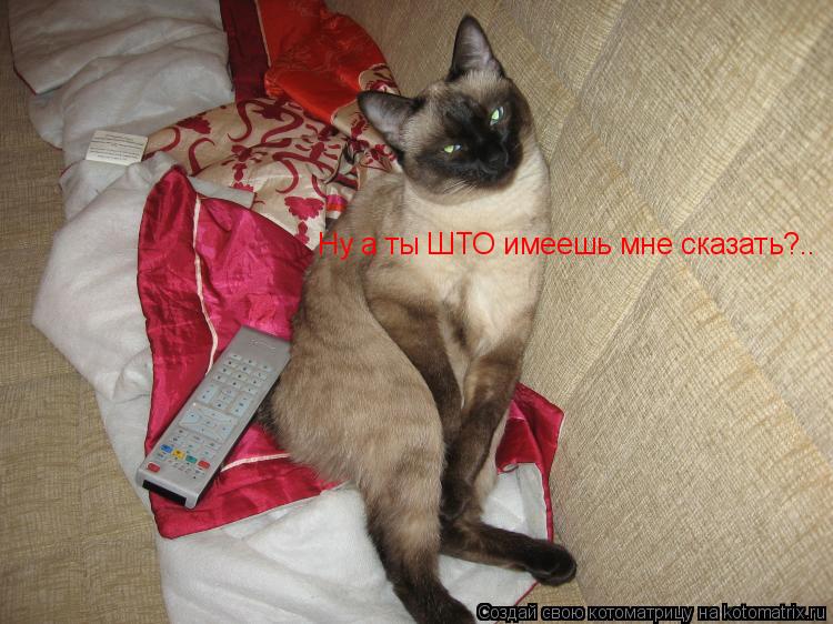 Котоматрица: Ну а ты ШТО имеешь мне сказать?..