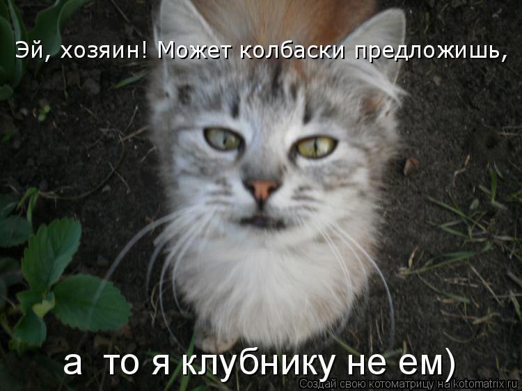 Котоматрица: Эй, хозяин! Может колбаски предложишь,  а  то я клубнику не ем)
