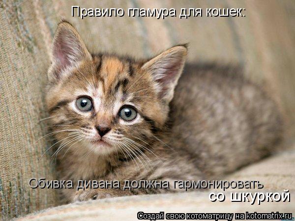 Котоматрица: Правило гламура для кошек: Обивка дивана должна гармонировать со шкуркой
