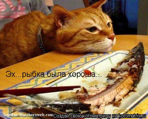 Котоматрица: Эх...рыбка была хороша...