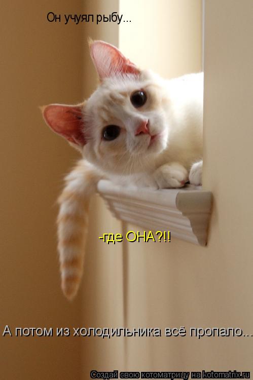Котоматрица: Он учуял рыбу... -где ОНА?!! А потом из холодильника всё пропало... А потом из холодильника всё пропало...