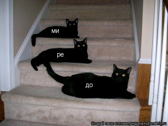 Котоматрица: до ре ми