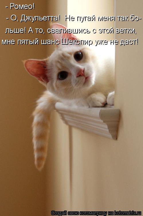 Котоматрица: - Ромео! - О, Джульетта!  Не пугай меня так бо- льше! А то, свалившись с этой ветки, мне пятый шанс Шекспир уже не даст!
