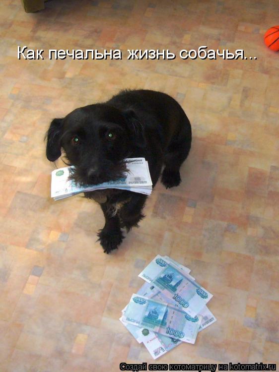 Котоматрица: Как печальна жизнь собачья...