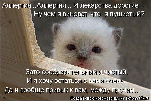 Аллергия...Аллергия... И лекарства дорогие... Ну чем я виноват, что я пушистый? Зато сообразительный... Котоматрица: Аллергия...Аллергия... И лекарства дорогие... Ну чем я виноват, что я пушистый? Зато сообразительный и чистый... И я хочу остаться с вами очень...