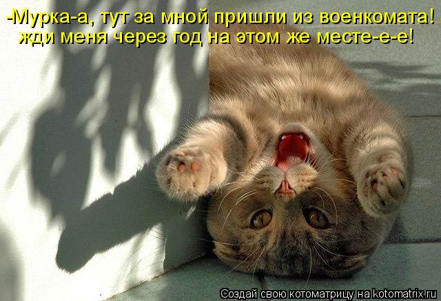 -Мурка-а, тут за мной пришли из военкомата! жди меня через год на этом же месте-е-е!... Котоматрица: -Мурка-а, тут за мной пришли из военкомата! жди меня через год на этом же месте-е-е!
