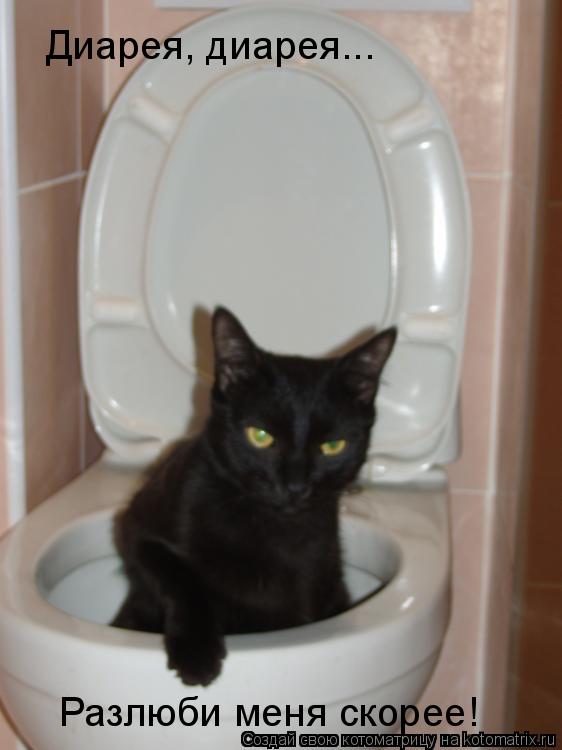 Котоматрица: Диарея, диарея... Разлюби меня скорее!