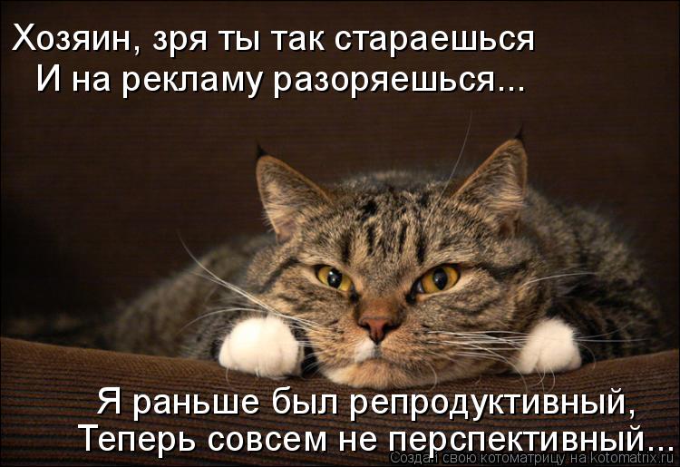 Котоматрица: Хозяин, зря ты так стараешься И на рекламу разоряешься... Я раньше был репродуктивный,  Теперь совсем не перспективный...