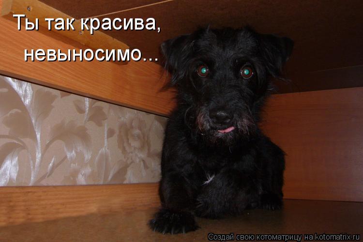 Котоматрица: Ты так красива, невыносимо...