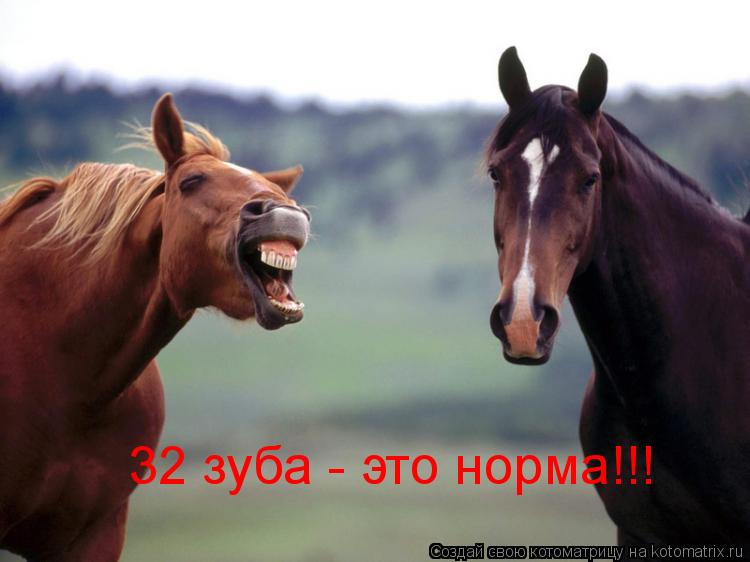 Котоматрица: 32 зуба - это норма!!!