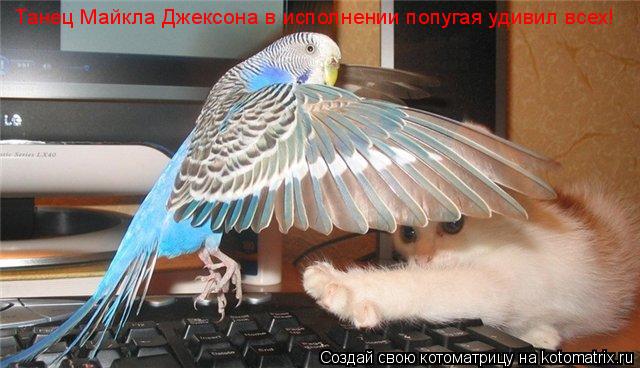 Котоматрица: Танец Майкла Джексона в исполнении попугая удивил всех!