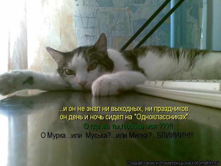 Котоматрица: ...и он не знал ни выходных, ни праздников, он день и ночь сидел на "Одноклассниках"..    О где же ты,любовь моя ???!! О Мурка...или  Муська?...или Ми