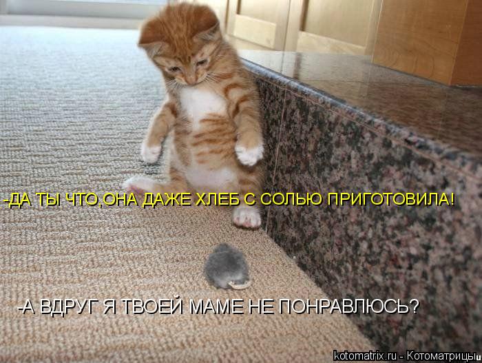 Котоматрица: -А ВДРУГ Я ТВОЕЙ МАМЕ НЕ ПОНРАВЛЮСЬ? -ДА ТЫ ЧТО,ОНА ДАЖЕ ХЛЕБ С СОЛЬЮ ПРИГОТОВИЛА!