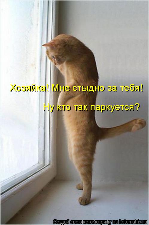 Котоматрица: Хозяйка! Мне стыдно за тебя! Ну кто так паркуется?