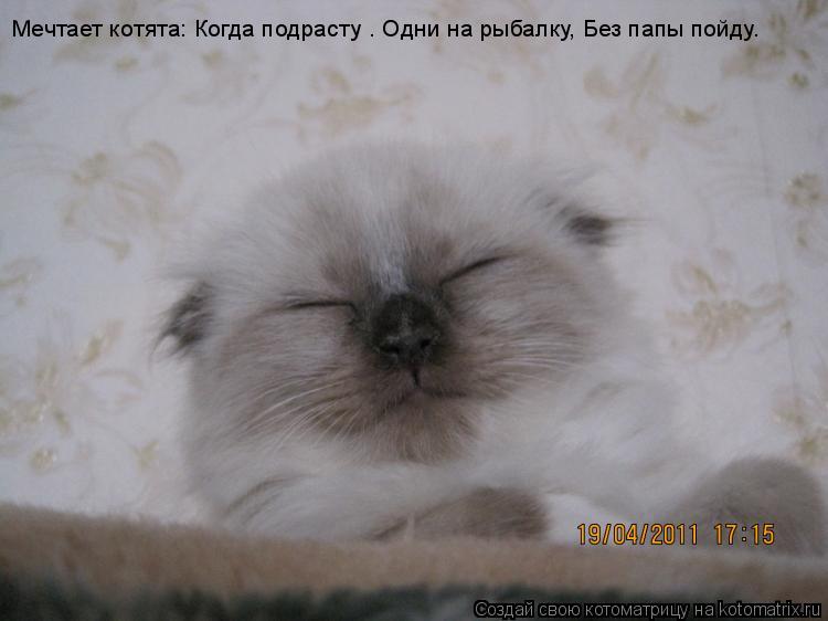 Мечтает котята: Когда подрасту — Одни на рыбалку, Без папы пойду.... Котоматрица: Мечтает котята: Когда подрасту — Одни на рыбалку, Без папы пойду.