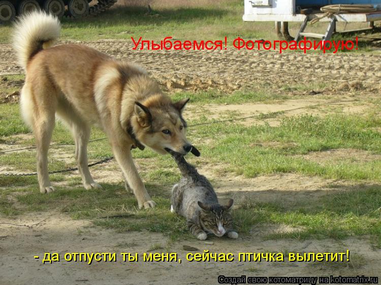 Котоматрица: Улыбаемся! Фотографирую! - да отпусти ты меня, сейчас птичка вылетит!