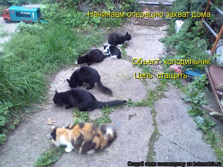 Котоматрица: -Начинаем операцию захват дома Объект: холодильник Цель: стащить