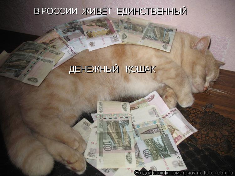 Котоматрица: В РОССИИ  ЖИВЕТ  ЕДИНСТВЕННЫЙ   ДЕНЕЖНЫЙ   КОШАК