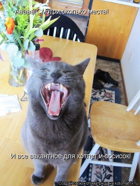 Котоматрица: Ааааа!Смотри,сколько места! И все вакантное для котлет и сосисок!