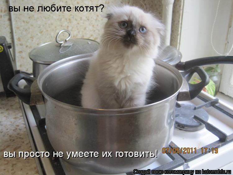 вы не любите котят? вы просто не умеете их готовить!... Котоматрица: вы не любите котят? вы просто не умеете их готовить!