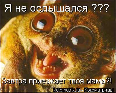 Котоматрица: Я не ослышался ??? Завтра приезжает твоя мама?!
