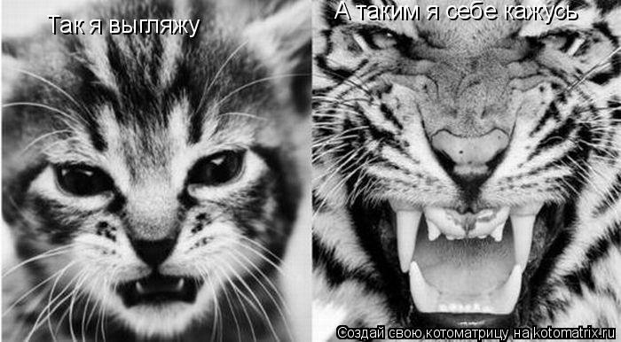 Котоматрица: Так я выгляжу А таким я себе кажусь