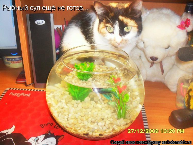 Котоматрица: Рыбный суп ещё не готов...