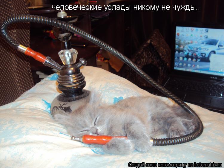 Котоматрица: человеческие услады никому не чужды..